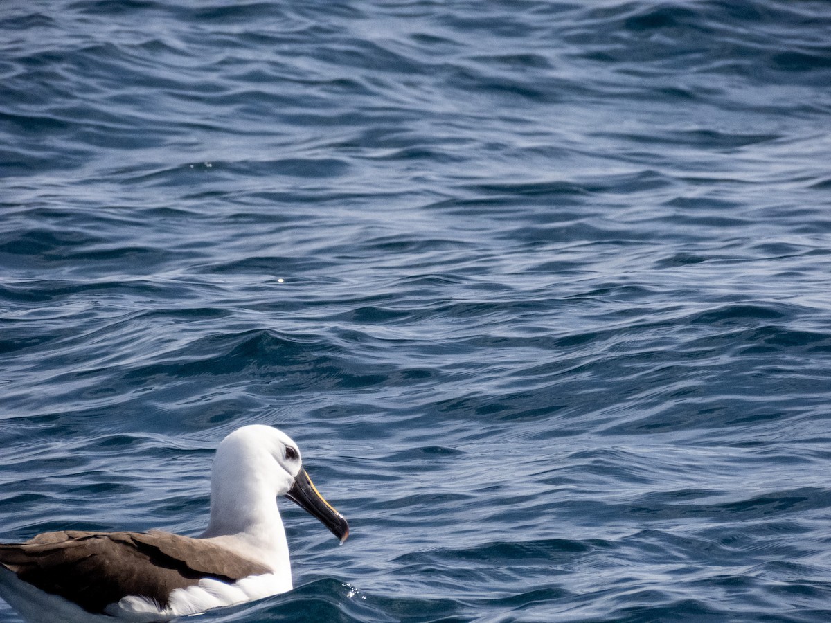 albatros pestrozobý - ML644365402
