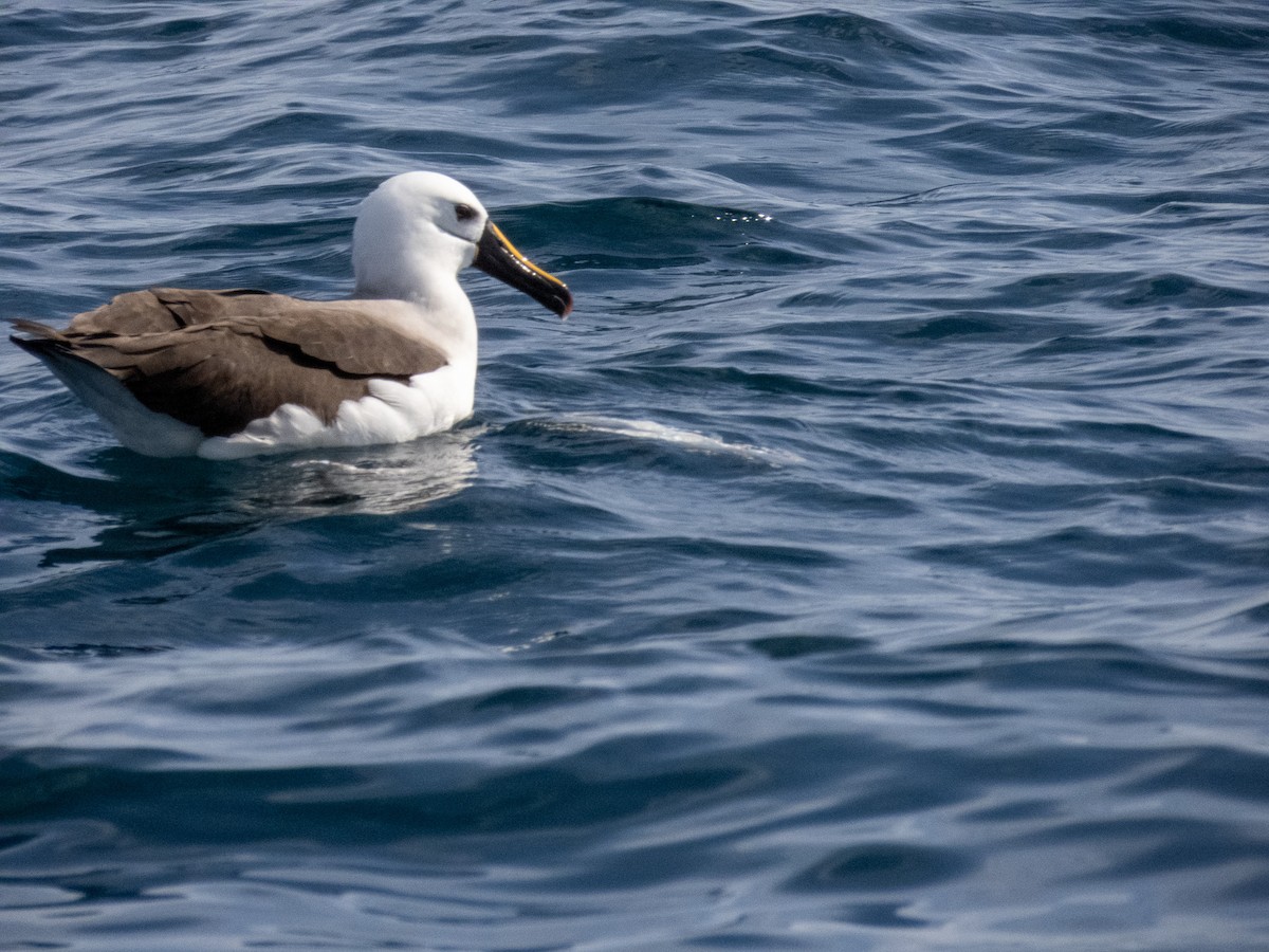albatros pestrozobý - ML644365403