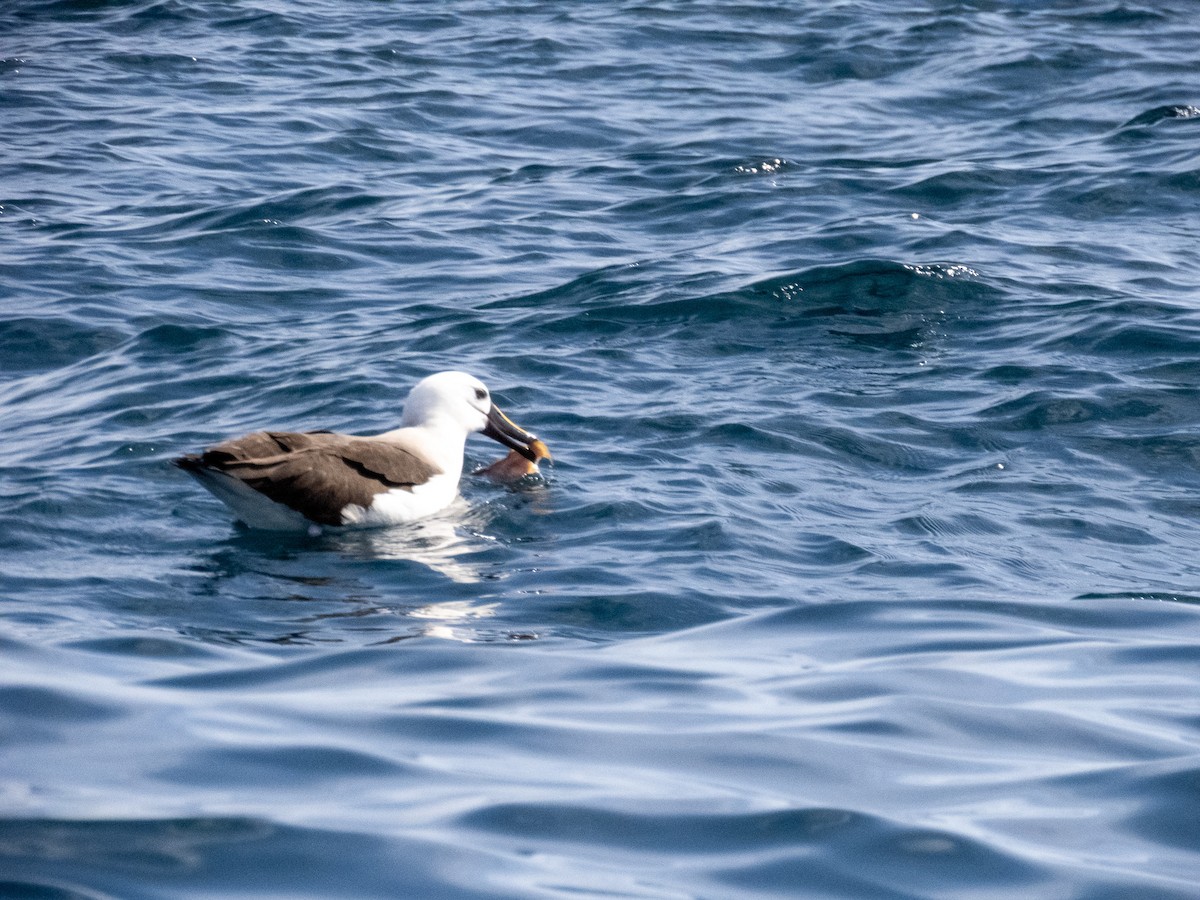 albatros pestrozobý - ML644365404