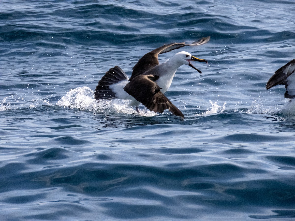 albatros pestrozobý - ML644365405