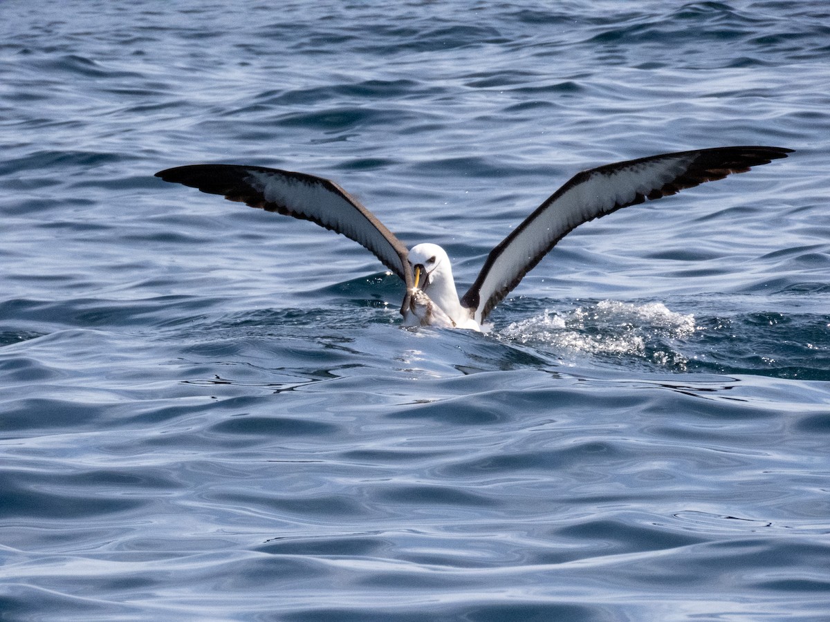 albatros pestrozobý - ML644365406