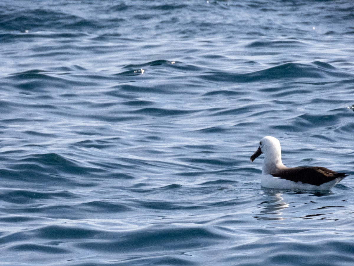 albatros pestrozobý - ML644365407