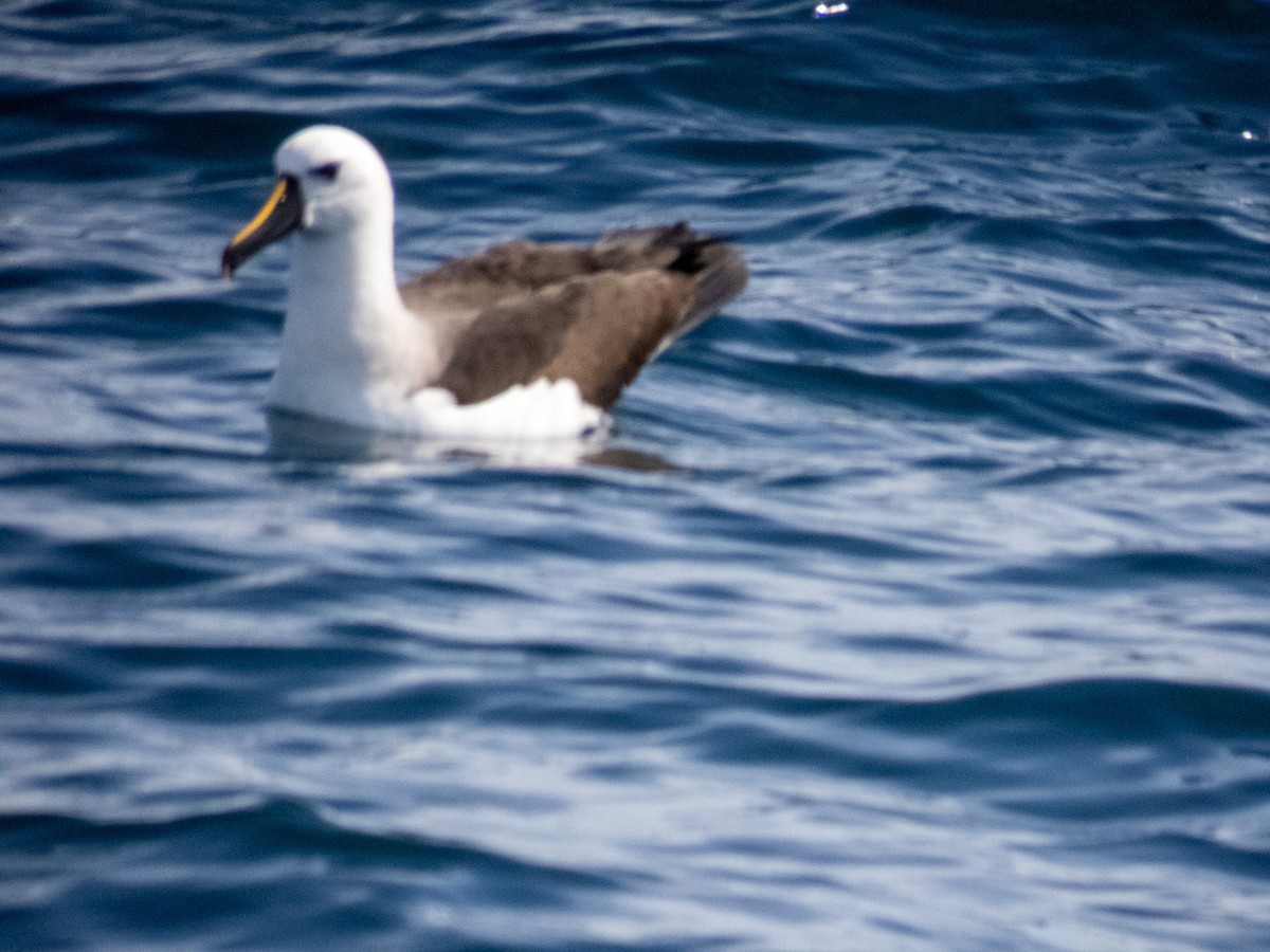 albatros pestrozobý - ML644365408