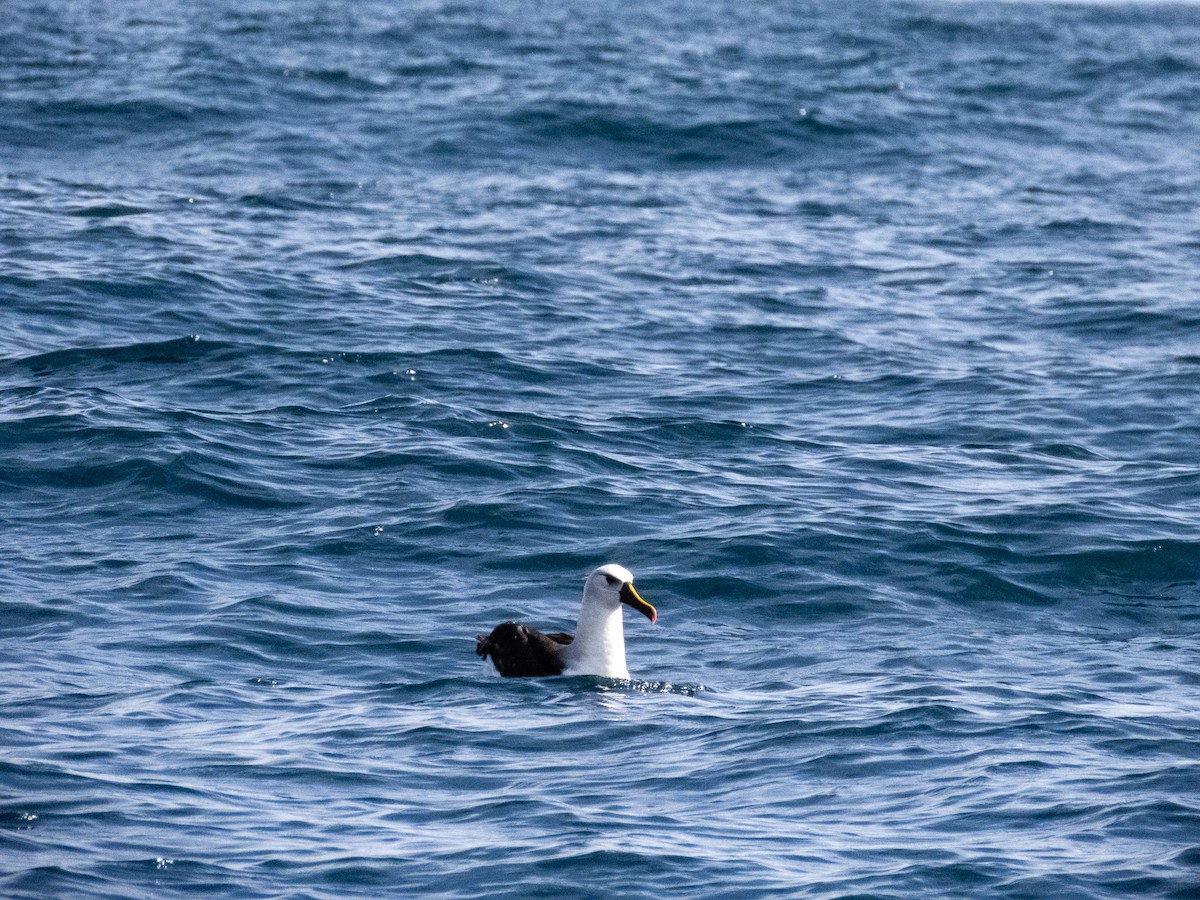 albatros pestrozobý - ML644365409