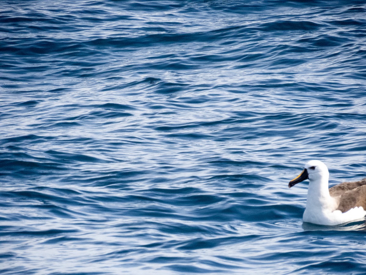 albatros pestrozobý - ML644365410