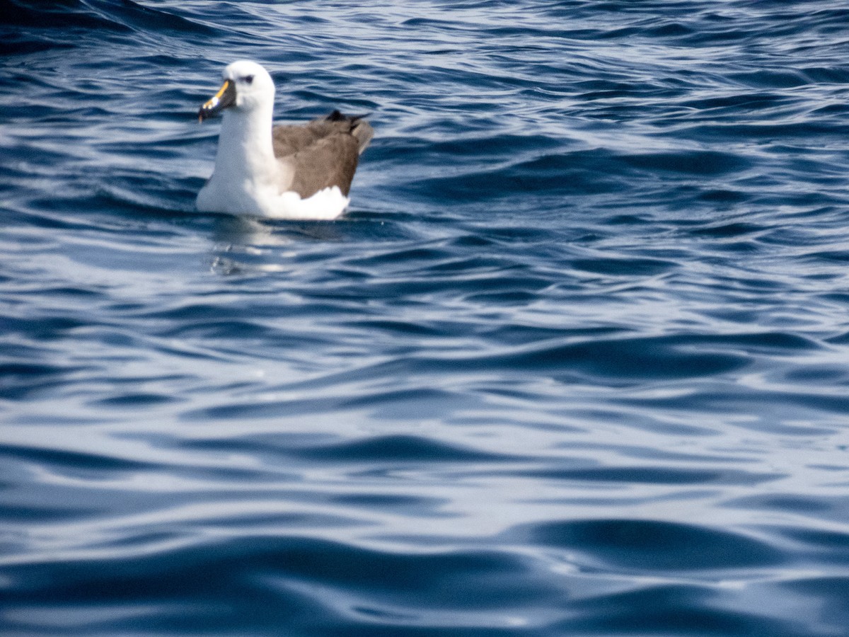 albatros pestrozobý - ML644365411