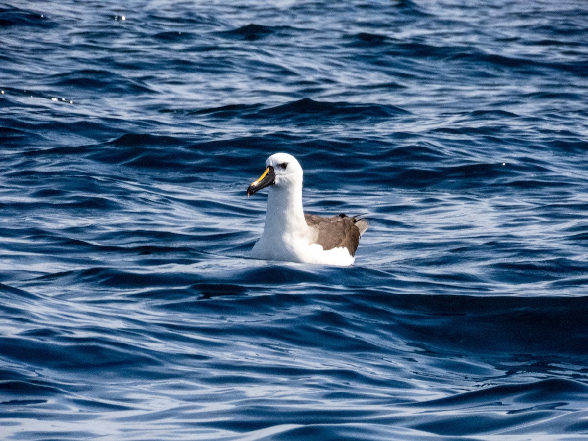 albatros pestrozobý - ML644365412