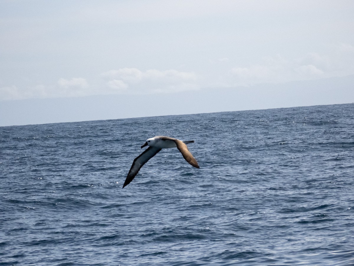 albatros pestrozobý - ML644365413