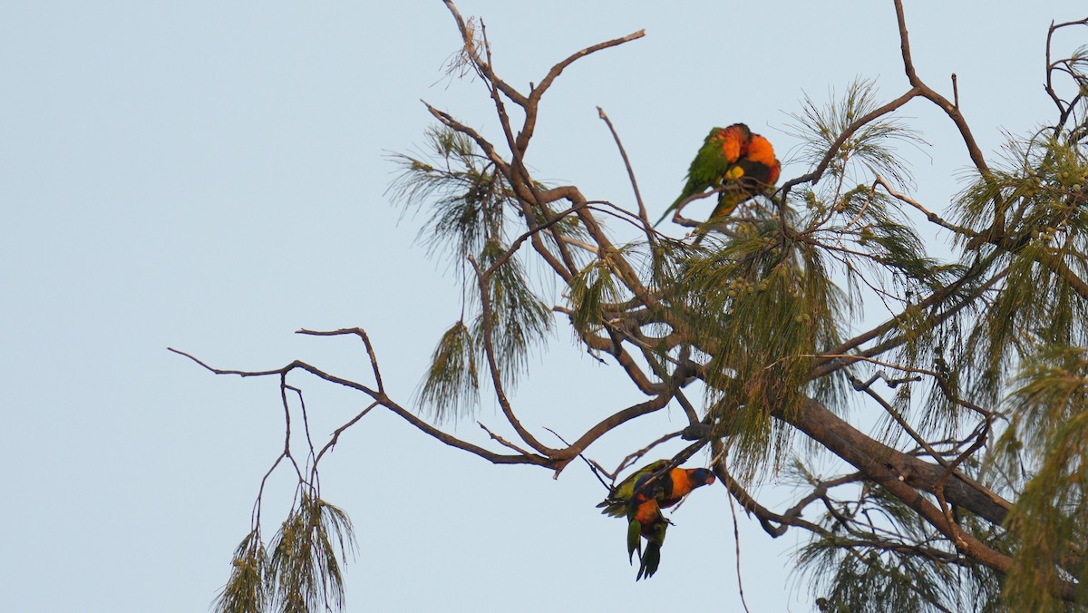 Red-collared Lorikeet - ML644365415