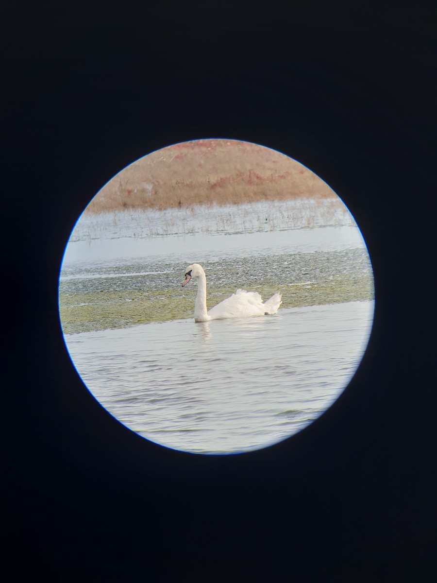 Mute Swan - ML644365417