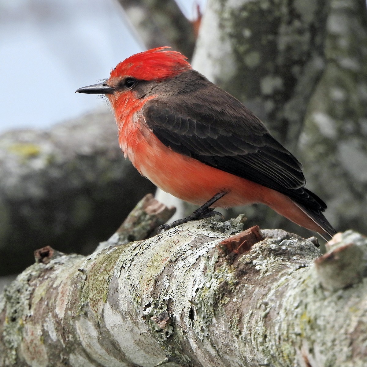 Vermilion Flycatcher - ML644365422
