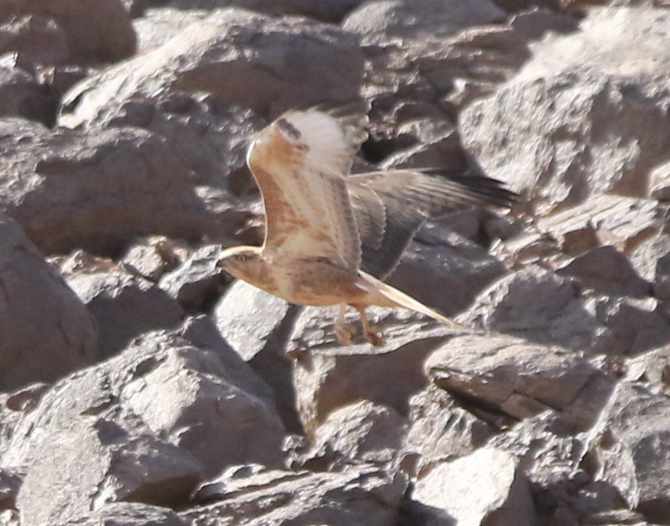 Long-legged Buzzard - ML644365429
