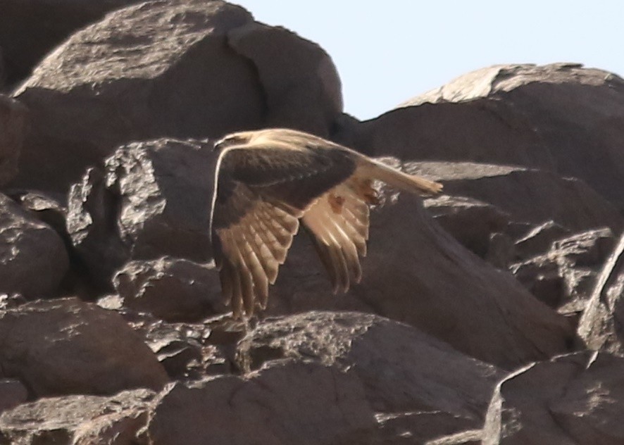 Long-legged Buzzard - ML644365430