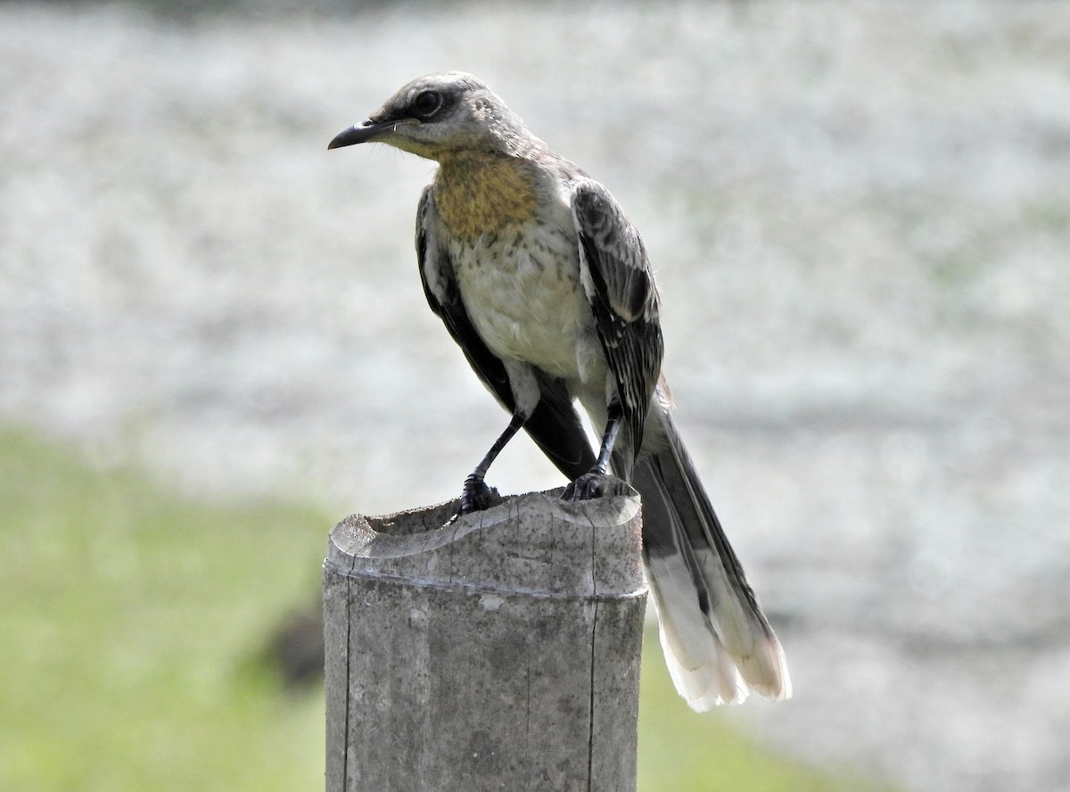 Tropical Mockingbird - ML644365434