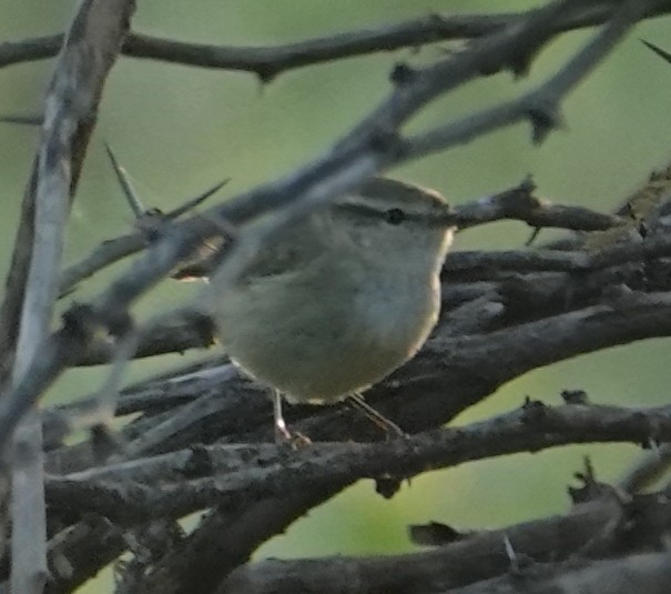 Хүмей дууч шувуу - ML644365438