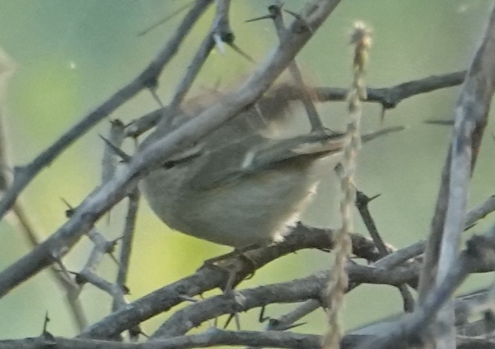 Хүмей дууч шувуу - ML644365439