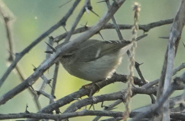 Хүмей дууч шувуу - ML644365440