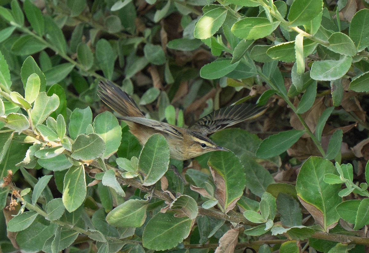 Sedge Warbler - ML644365443