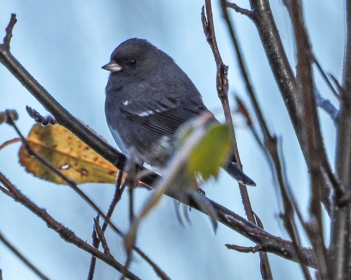 Dark-eyed Junco - ML644365455