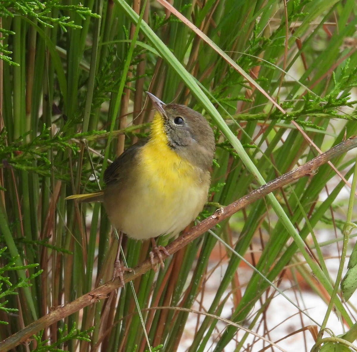 lesňáček žlutohrdlý - ML644365459