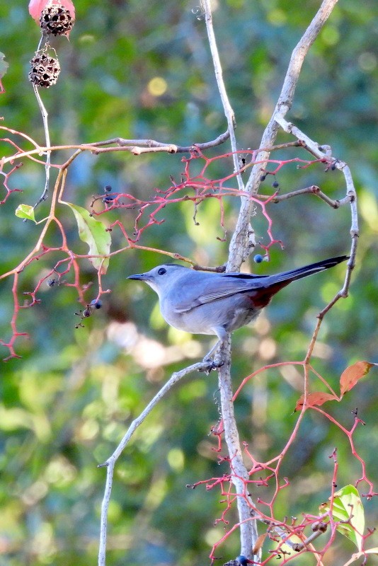 Gray Catbird - ML644365462