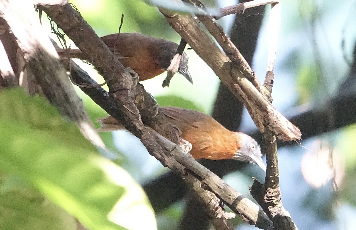 Gray-headed Babbler - ML644365463