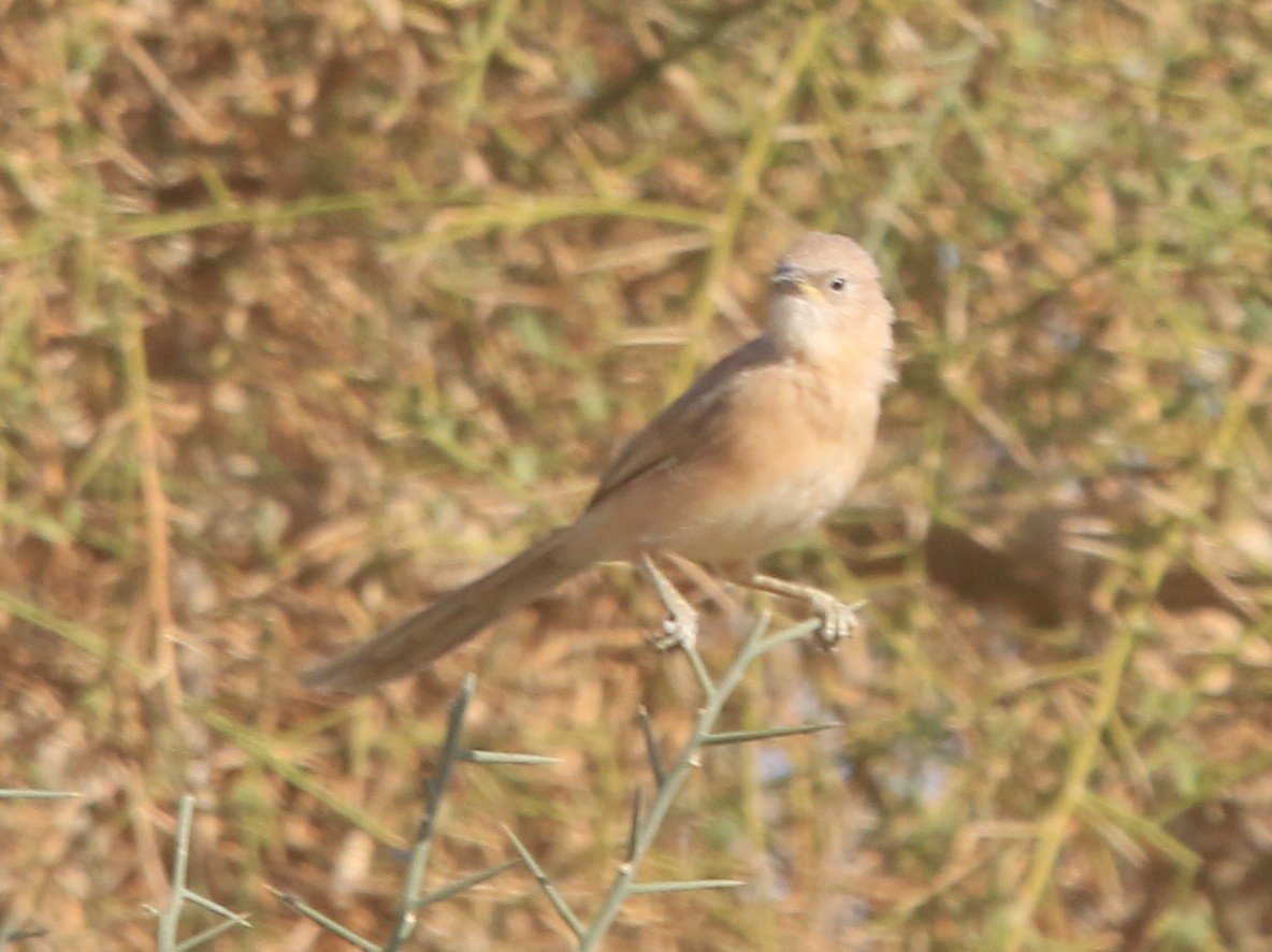 Fulvous Chatterer - ML644365467