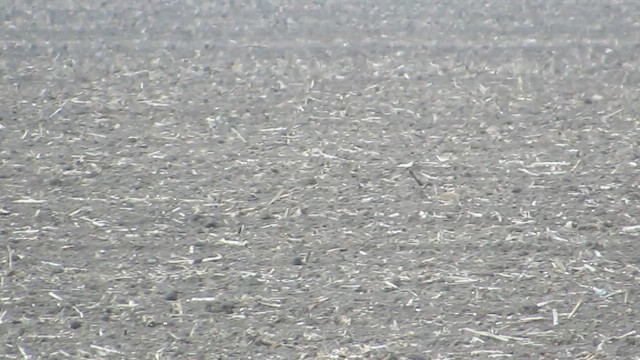 Mountain Plover - ML644365473