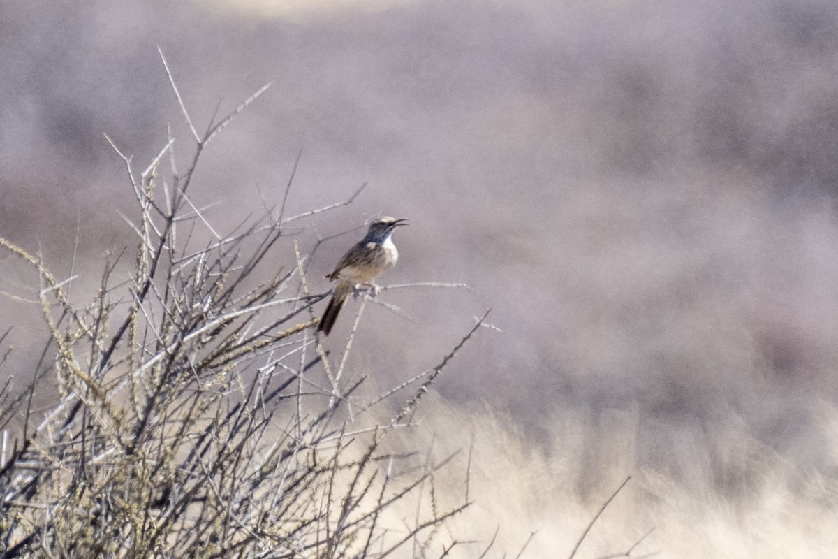 Karoo Long-billed Lark (Karoo) - ML644365475