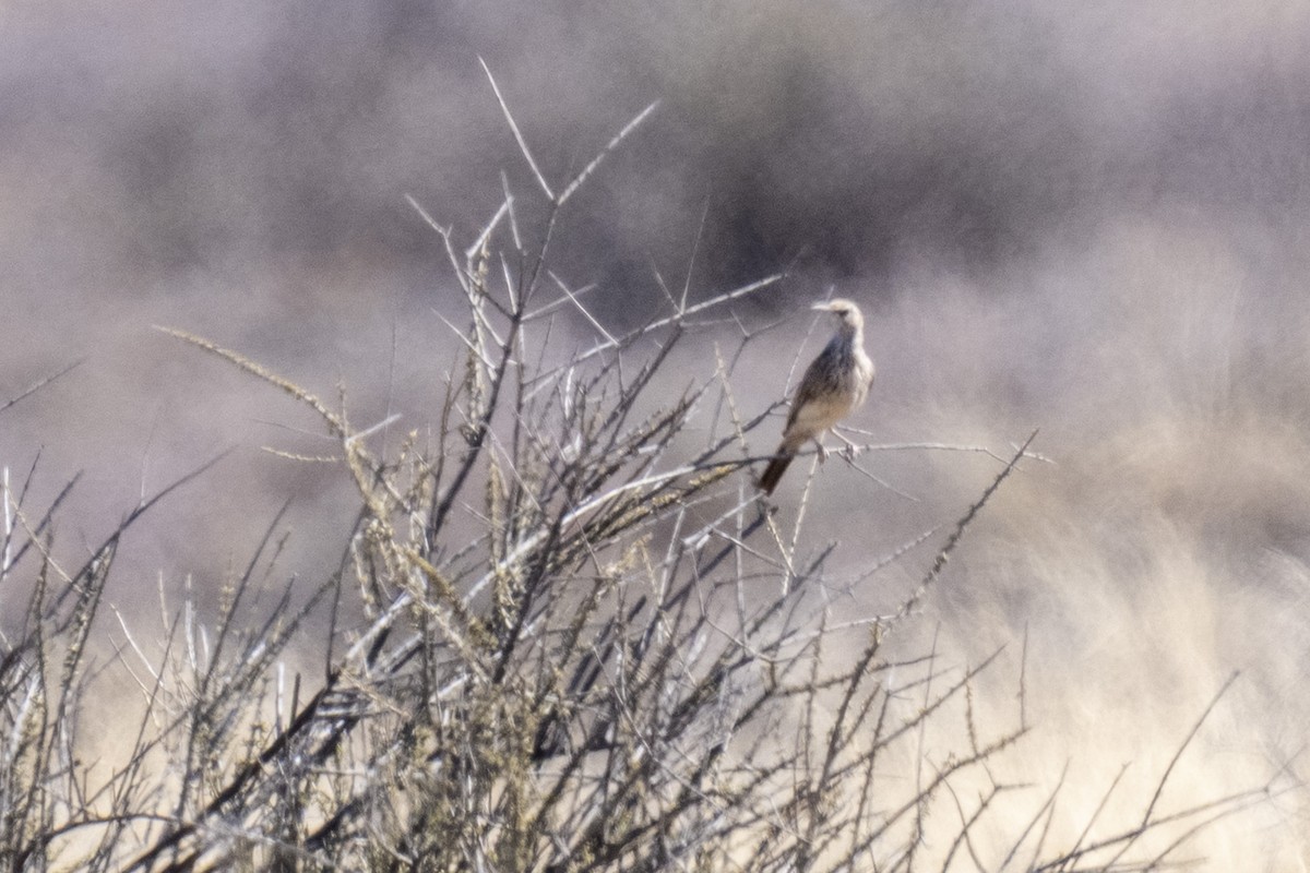 Karoo Long-billed Lark (Karoo) - ML644365476