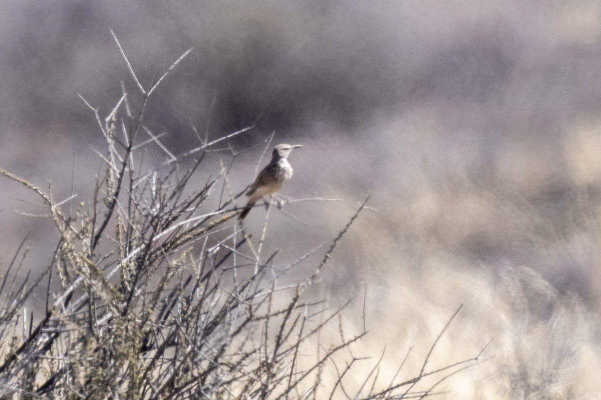 Karoo Long-billed Lark (Karoo) - ML644365477