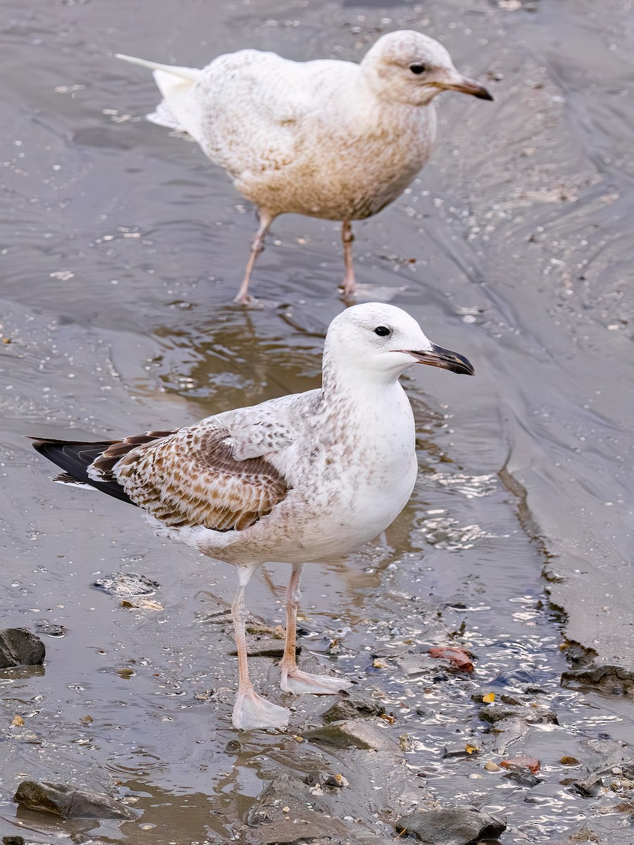Caspian Gull - ML644365478
