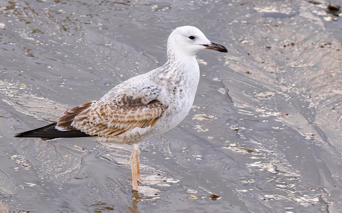 Caspian Gull - ML644365479