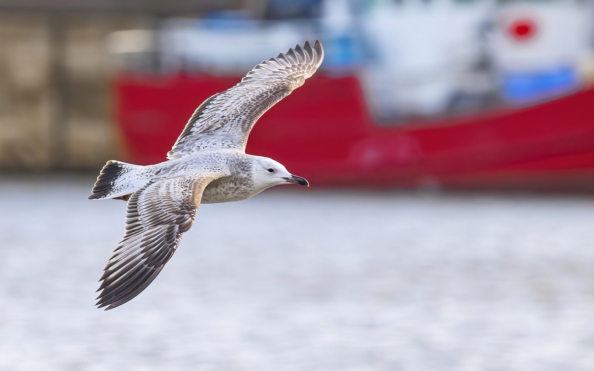 Caspian Gull - ML644365480