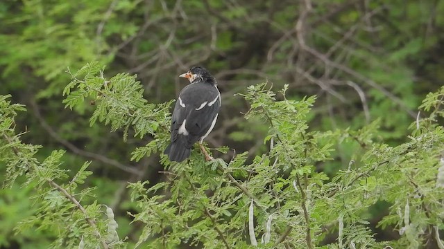 Indian Pied Starling - ML644365488