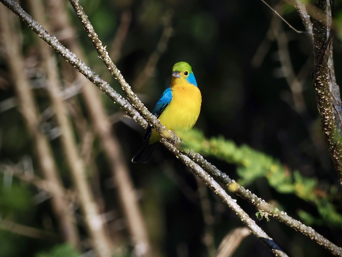 Orange-breasted Bunting - ML644365494