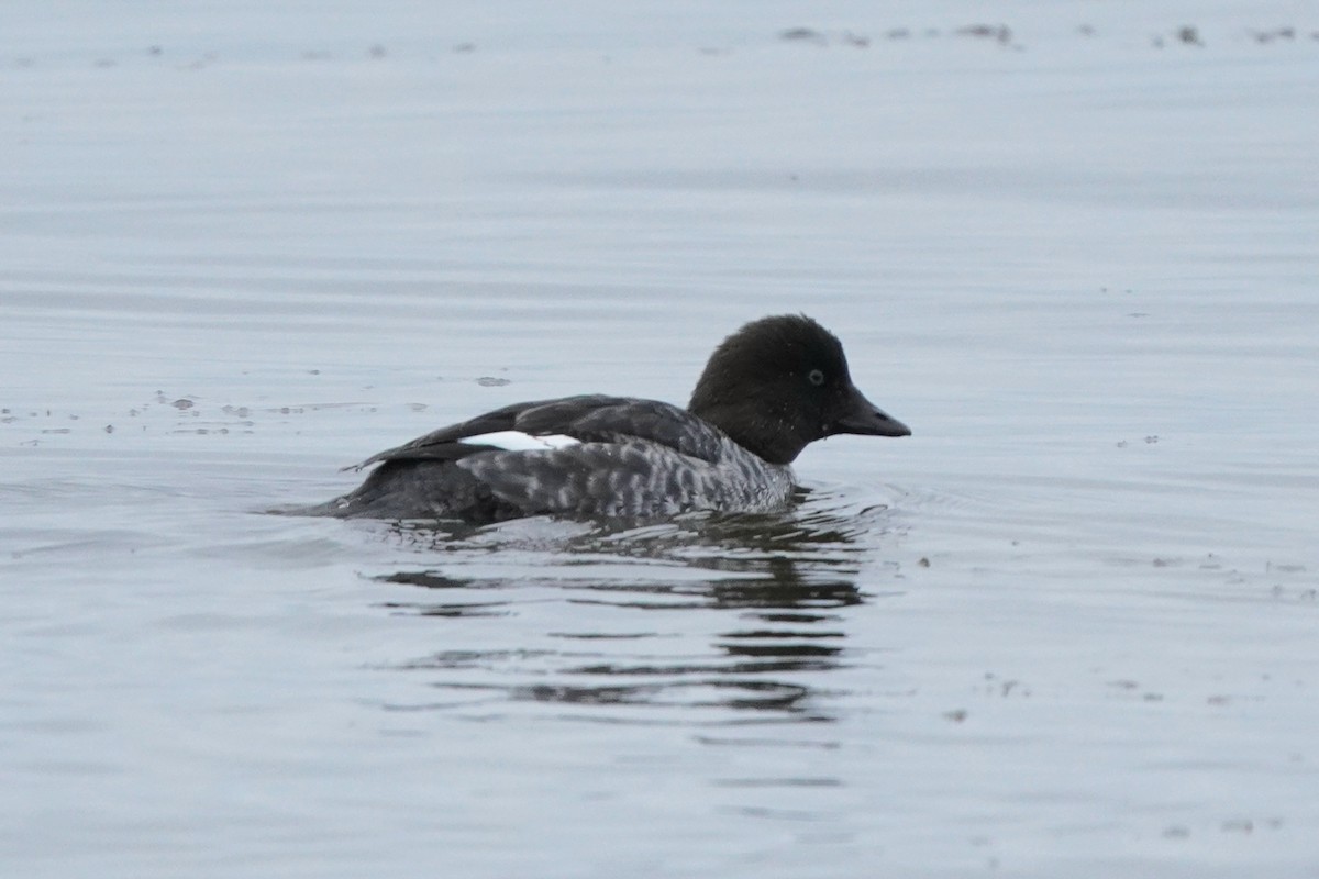 Гоголь - ML644365536