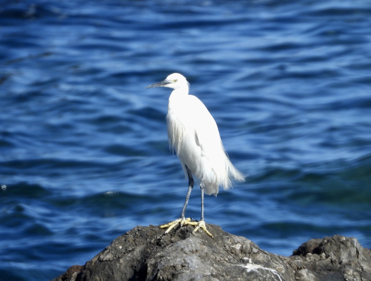Little Egret - ML644365541