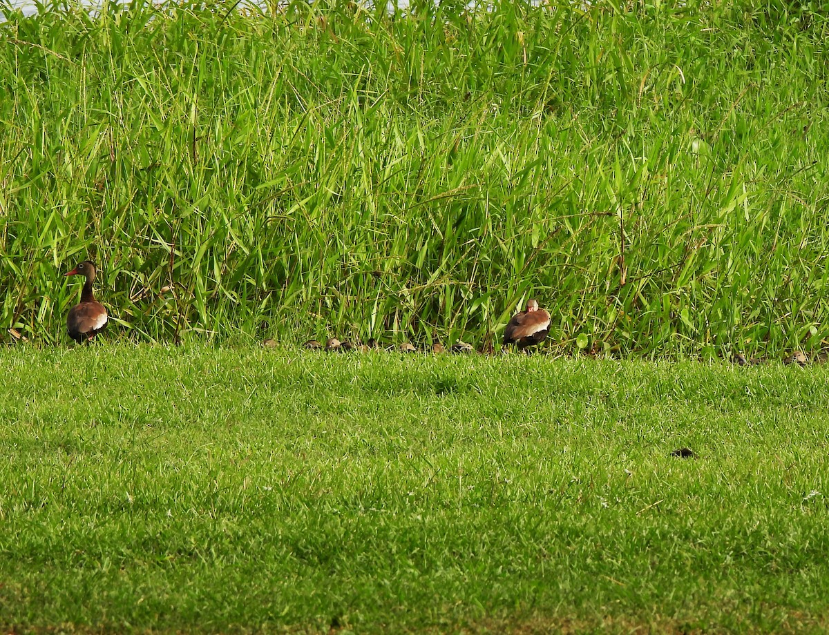 Zuhaitz-ahate mokogorria - ML644365553