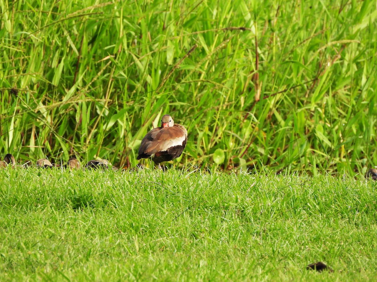 Zuhaitz-ahate mokogorria - ML644365554