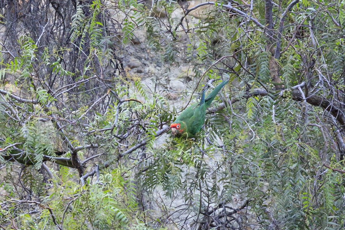 Alev Başlıklı Papağan - ML644365555