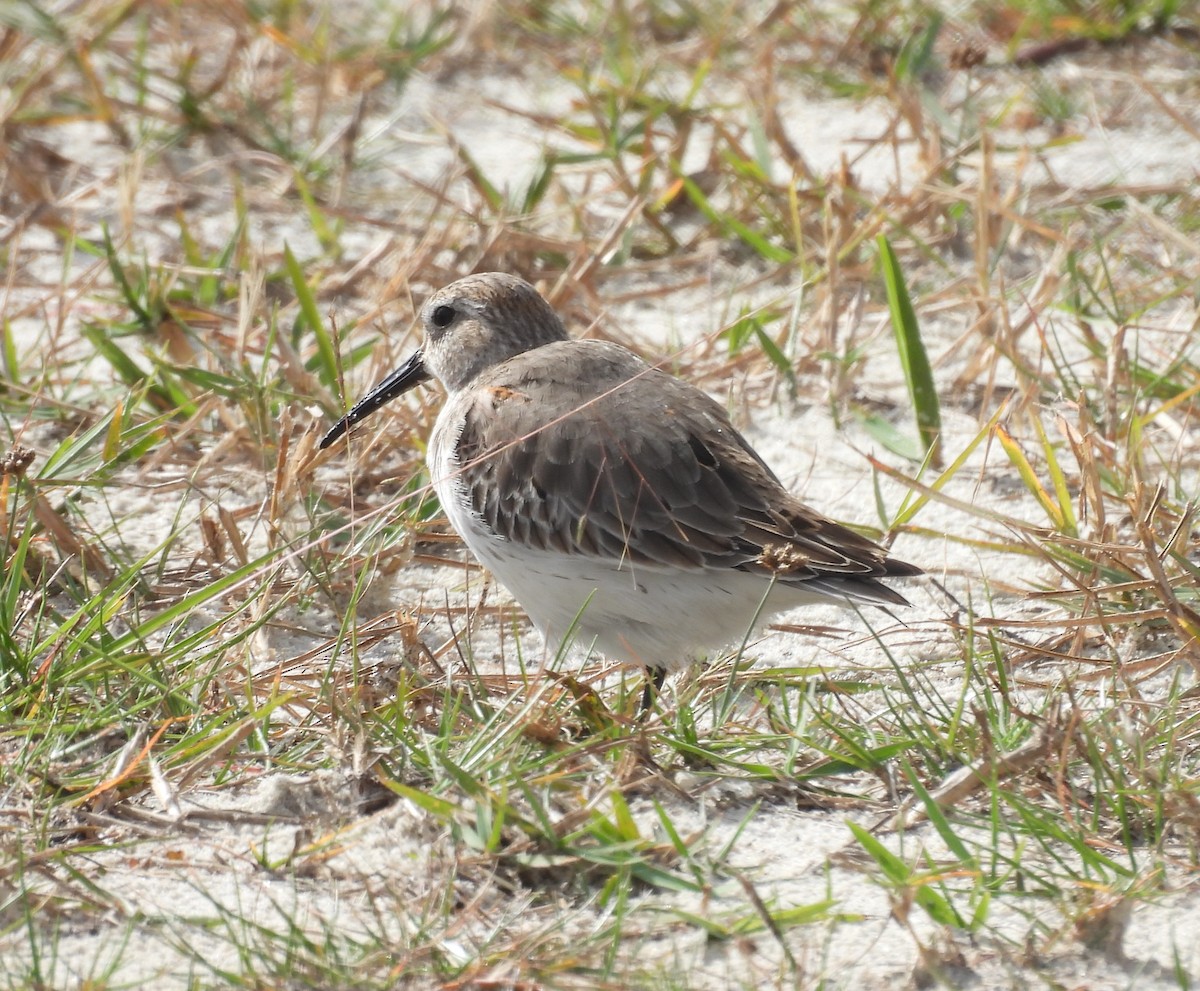 jespák obecný - ML644365562