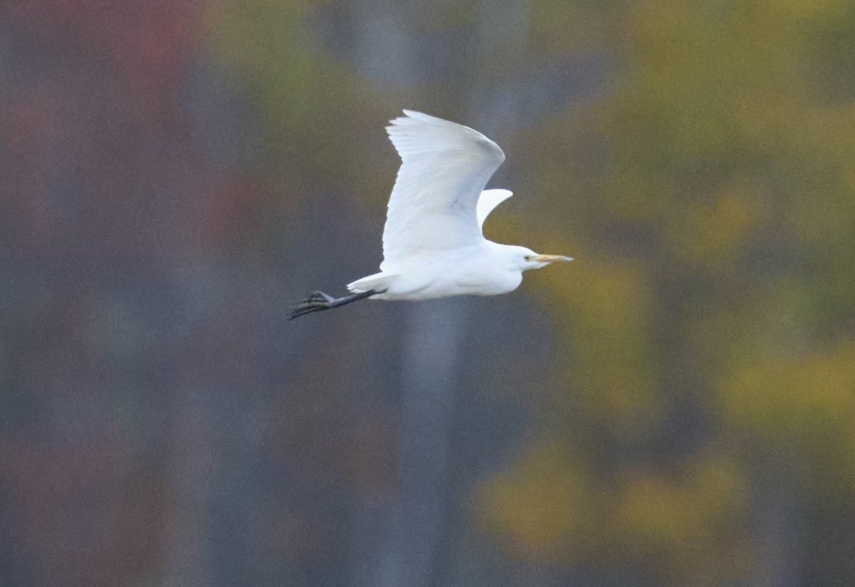 Koartzatxo itzaina - ML644365565