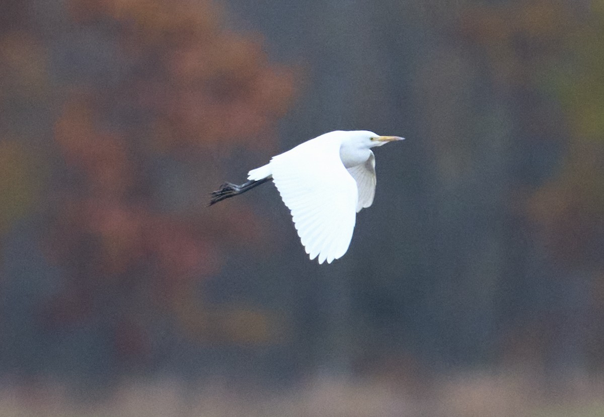 Koartzatxo itzaina - ML644365566