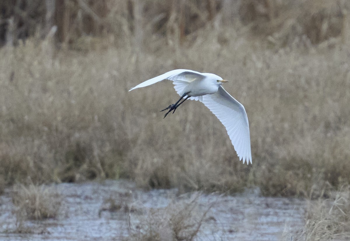 Koartzatxo itzaina - ML644365567