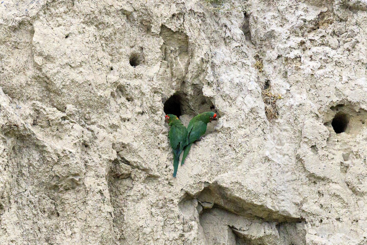 Alev Başlıklı Papağan - ML644365577