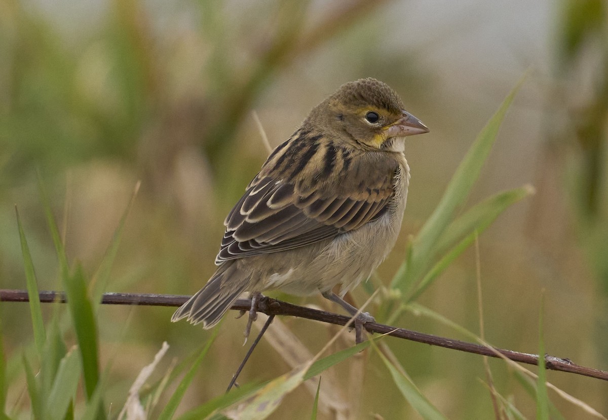 Dickcissel - ML644365589