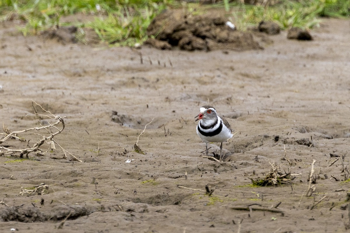 Chorlitejo Tricollar - ML644365603