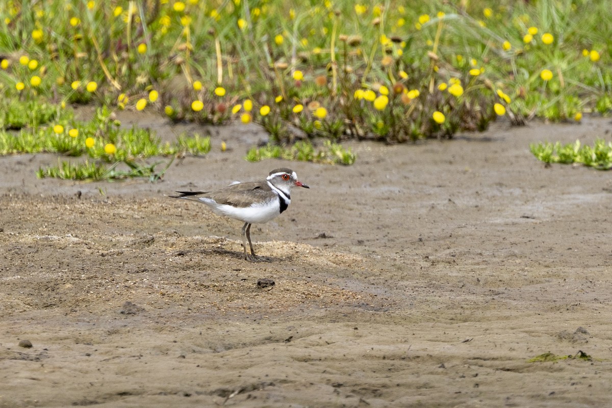 Chorlitejo Tricollar - ML644365604