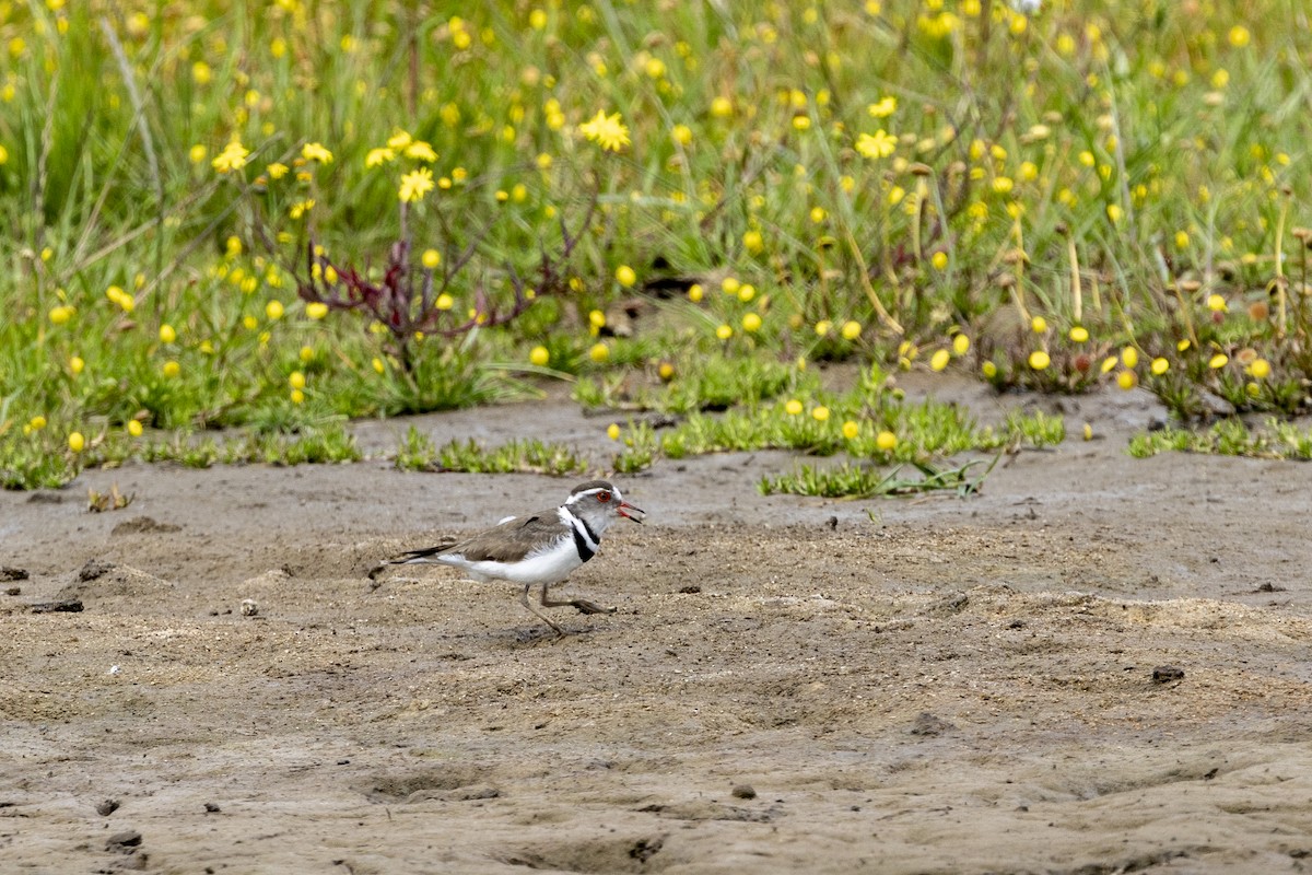 Chorlitejo Tricollar - ML644365606